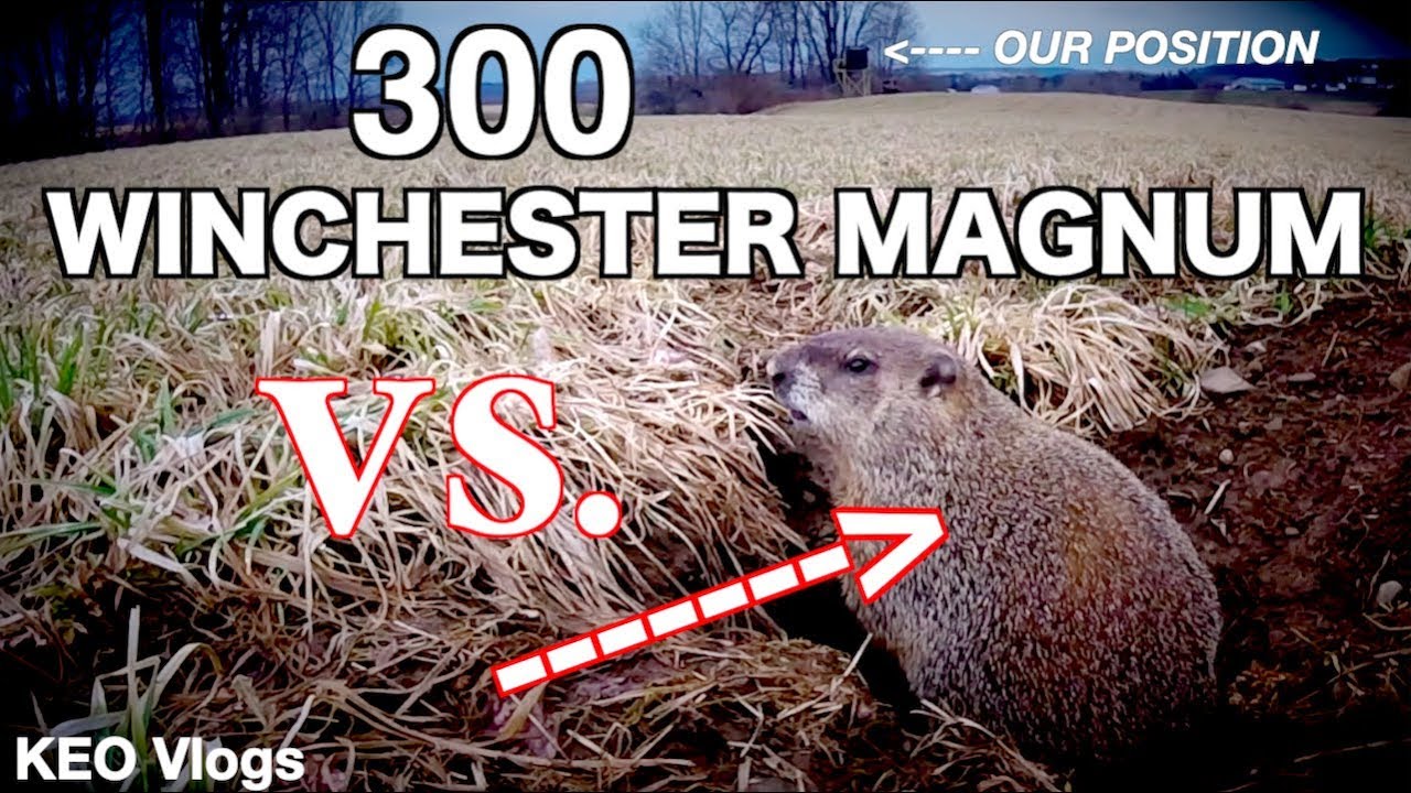 300 Winchester Magnum Vs Groundhog Who Will Win Youtube 300 Winchester Magnum Vs Groundhog Who Will Win Youtube