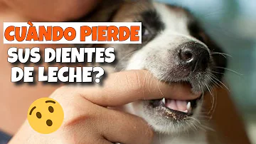 ¿Se caen todos los dientes caninos?