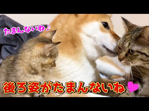 代々子猫にちょっかいかけられるいじられキャラの柴犬 Shiba Inu teased by a kitten