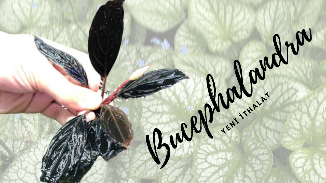 Bucephalandra İthalatı..Koli açılışı...Çok merak edilenler..