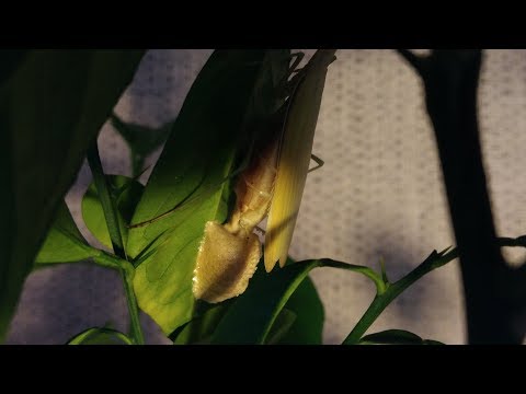 Видео: Как рожает богомол