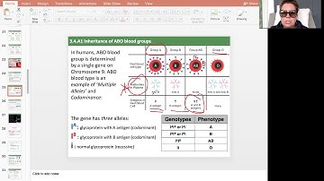 IB Bio - 3.4 Inheritance - Multiple Alleles and Blood typing