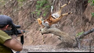 Hunting leopard animal hunter with rifles 😱🔥👍👌 part 1