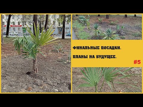 БЛОГ ПАЛЬМОВОДА: Финальные посадки (Пятая серия)