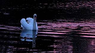Nightnoise - The Swan