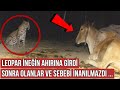 Leopar İle İnek Ahırda Karşı Karşıya Geldi, Sonra Olanlar ve Sebebi İnanılmazdı