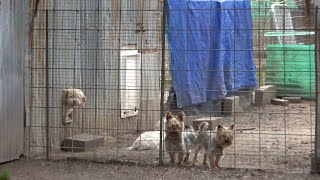 The secret language of puppy mills – decoded