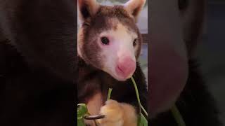 90 ఏళ్ల తర్వాత తిరిగి కనిపించిన జంతువు?! 😳 Lost Kangaroo mystery