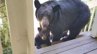 Bear Simone & cubs get lucky this time