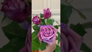 Violet’s Pride in winter #rose #rosegarden #garden #flowers Resimi