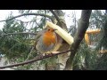 Birds eating peanut butter