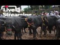 Today Chattipparamb chanda  |Chattiparamba Cattle market| #chanda#chattipparambchantha#chattiparamba