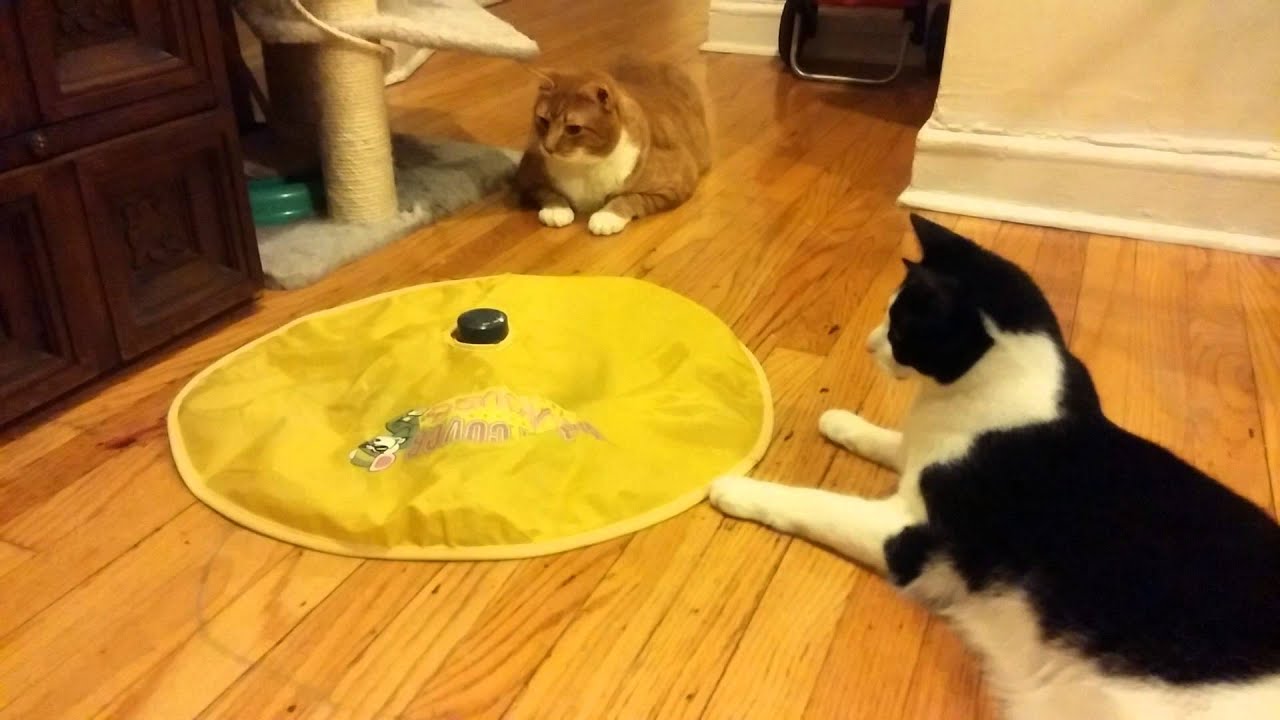 Undercover Panic Mouse- for the lazy cat