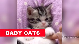 Baby Cats Compilation (2019) #1 | Cutest Baby Cat Melting My Heart by Pet Moments 1,870 views 5 years ago 6 minutes, 52 seconds