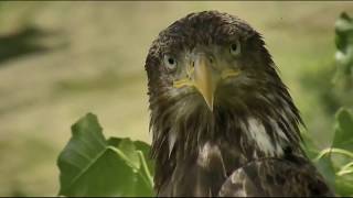 Decorah Eagles Gorgeous Sub-Adult At Y\&Nice Visit From the 3 D's 6\/24\/18