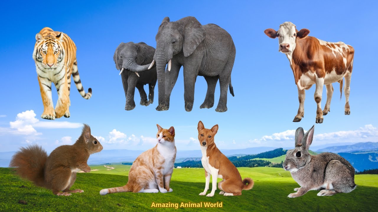 Wildlife: Elephant, Cow, Cat, Dog, Tiger, Rabbit - Familiar Animal ...
