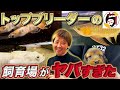 【トップブリーダ飼育場 潜入】【飼育種 規格外】菊間メダカさんのキレイな個体がヤバすぎた！