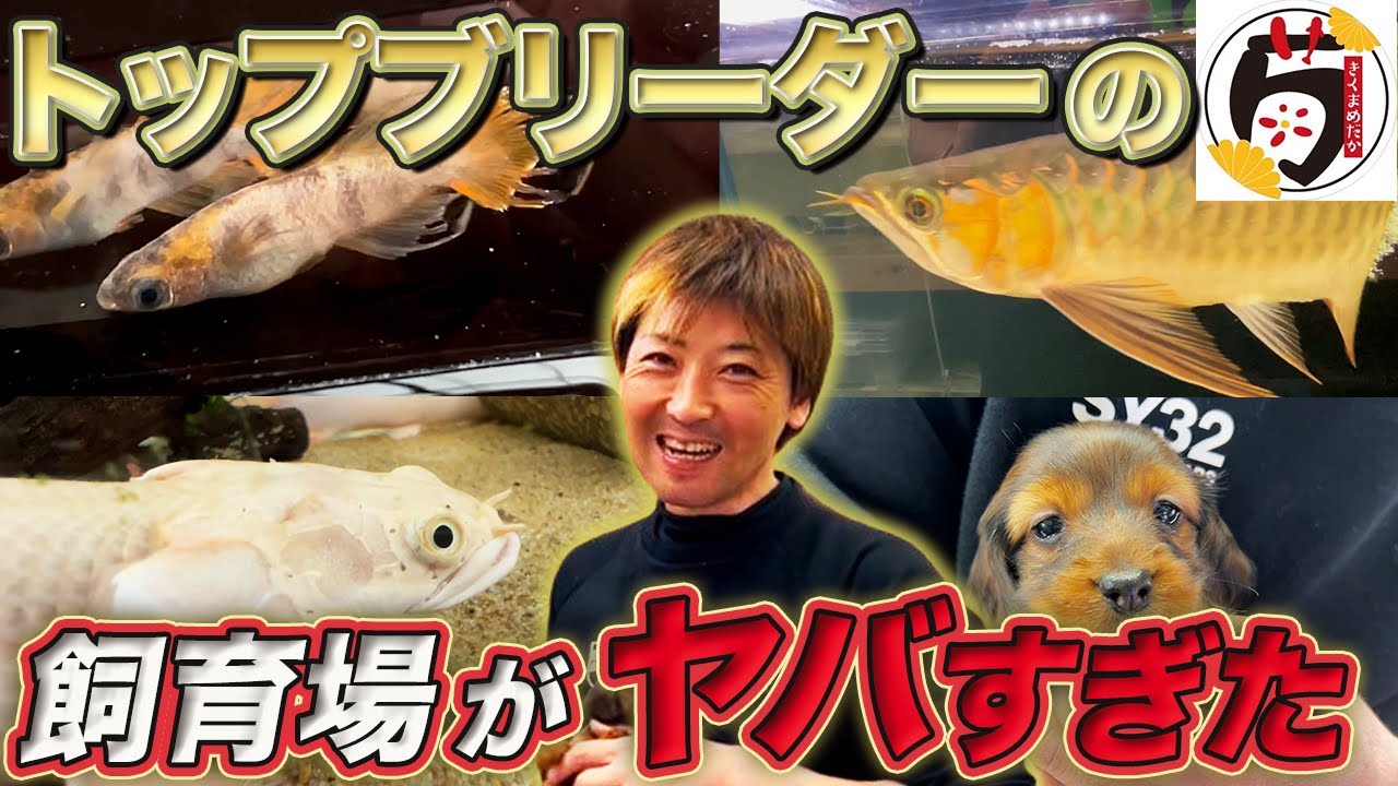 【トップブリーダ飼育場 潜入】【飼育種   規格外】菊間メダカさんのキレイな個体がヤバすぎた！