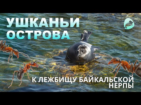 Ушканьи острова — к лежбищу байкальской нерпы