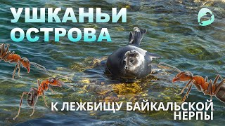 Ушканьи острова - к лежбищу байкальской нерпы