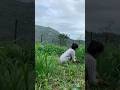 Mini vlog 18/30 pahado ka mausam or barish 🌧️🌿#minivlog #villagelife #barish  #pahadilifestyle