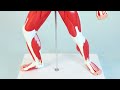 Axis Scientific Miniature Human Muscular Figure Anatomy Model Unboxing