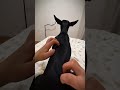 ASMR Scratching Chihuahua Until Sleep 😴 #ASMR #Chihuahua #DogShorts #CuteDog #SleepyDog #PetASMR
