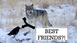 Wolves and Ravens: Nature's Best Friends