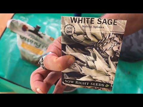 How To Grow Sage Indoors From Seed
