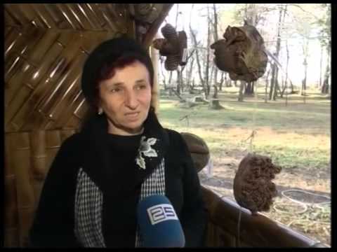 ბათუმის ბოტანიკურ ბაღში გირჩების გამოფენა მოეწყო