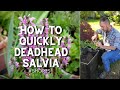 笨ゑク愁eadheading Salvia In Early Summer Shorts Garden Sage 笨ゑク愁eadheading Salvia In Early Summer Shorts Garden Sage