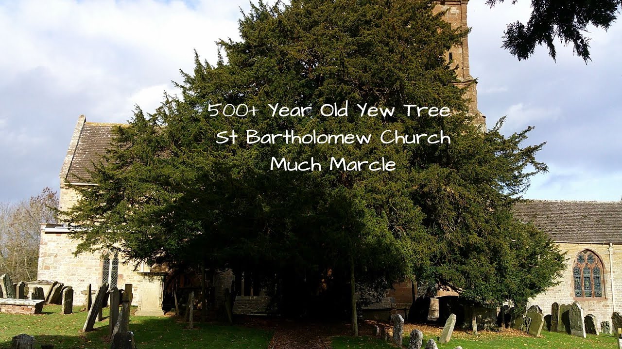 500 Year Old Yew Tree Much Marcle St Bartholomew Church - YouTube