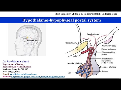 Hypothalamo-hypophyseal Portal System