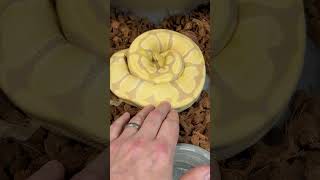 How to know when a ball python is going to lay eggs? #snake #ballpython #ballpythonsofinstagram Wealth