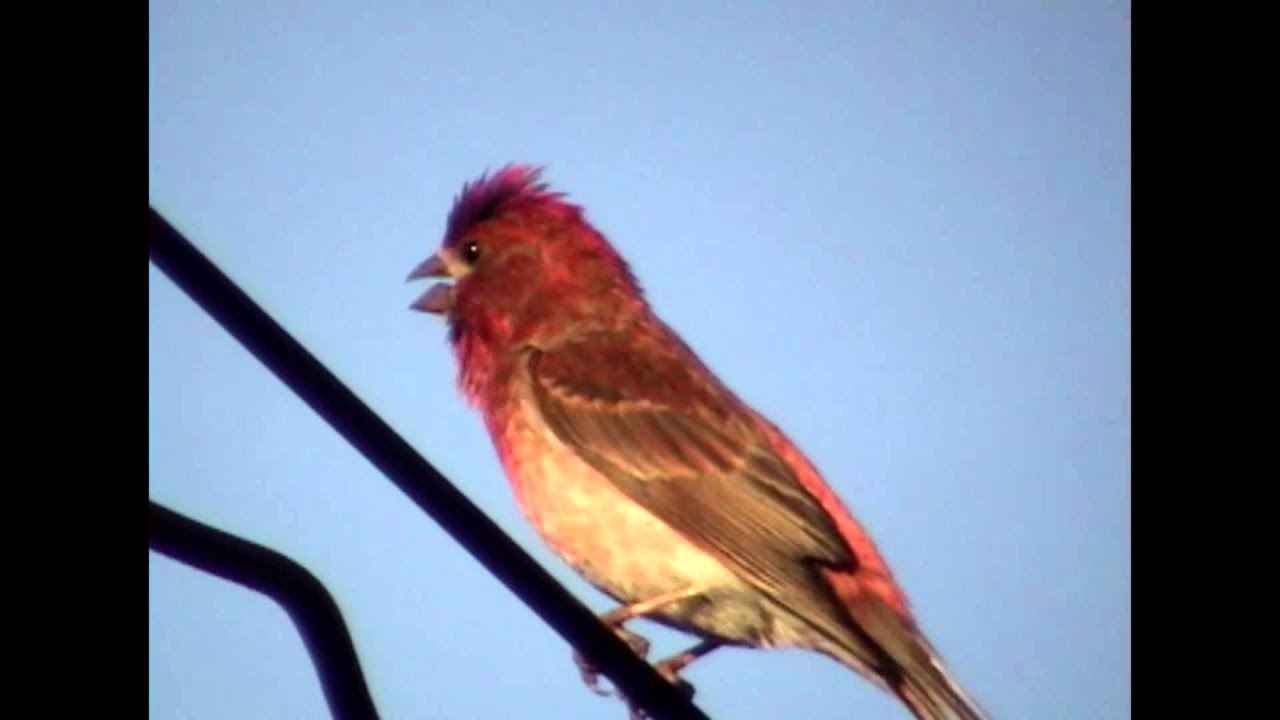 Roselin pourpré/Purple Finch 