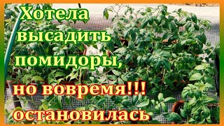 Высадить помидоры не получилось.Отвечаю на комментарии.Способ от муравьев