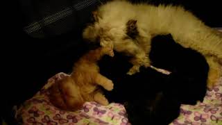 Periwinkle's Newest Litter of 4 Persian Kittens at Day 17