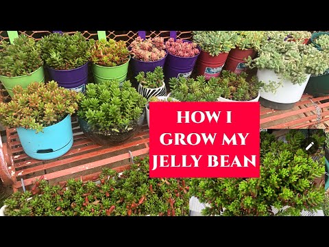 HOW TO GROW SEDUM JELLY BEAN | JELLY BEAN STEM AND LEAF PROPAGATION | SUCCULENTS CARE