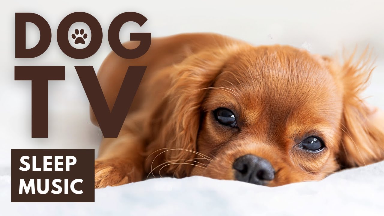 DOG TV Calming Music for Dogs to Sleep DEEP SLEEP Dog Music YouTube