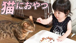 年上の子守り猫におやつを与える1歳娘