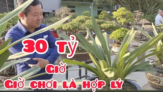 bất ngờ với 10 chậu lan kiếm cách đây 2 năm giá 30 tỷ giờ giá xuống giá chỉ còn khoảng 100 triệu