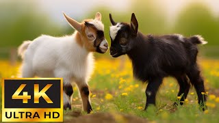 4K Wild Babies - Calming Music In Nature Scenes, Cute Baby Animals Video For Relax, Study, Work by Tiny Paws 3,118 views 1 month ago 11 hours, 54 minutes