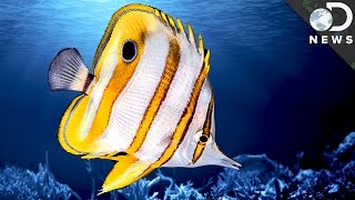 How Do Fish Sleep? How Do Fish Sleep?