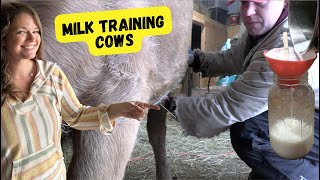 Milk Training a Dexter Cow: Is it Worth it? by Sweet Briar Farm 995 views 2 months ago 12 minutes, 12 seconds