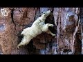 为了一口吃的，岩羊浑身是胆，爬上几乎垂直的悬崖，看着都怕【自然】