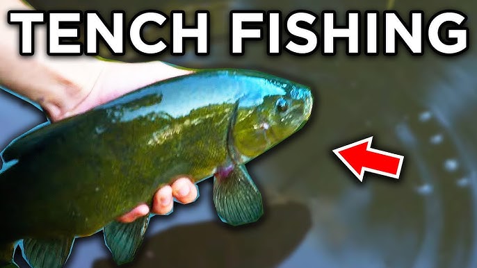 Get MORE Bites with this Simple Method - Float Fishing (shallow) 