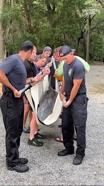 See the rescue and release of a stranded dolphin from a shallow lagoon #Shorts - YouTube