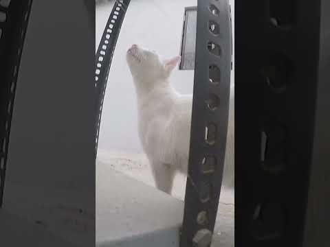 Adventurous Santra Billa #cat #catlover #cats #youtubeshorts