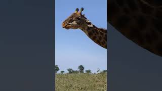 Let's Go on an African Safari! Let's Go on an African Safari!