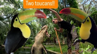 NEW TOUCAN! Leapin & Lungin Gator!